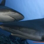 Manta Ray Bay Resort 20 S10359