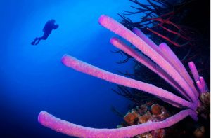 SCUBA Diving Bonaire 1024x682