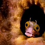 SCUBA Diving Bonaire 5 1024x6821