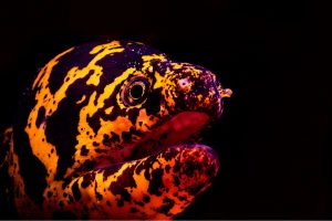 SCUBA Diving Bonaire 6 1024x6821