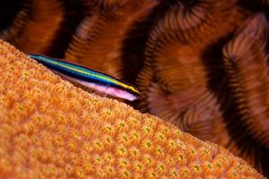 SCUBA Diving Bonaire 7 1024x6821
