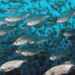 Galapagos Sky 17 Ecuador