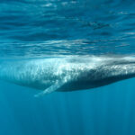 Sea of Cortez Blue Whale