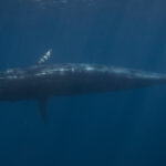 Sea of Cortez Blue Whale David Serradell