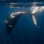 Sea of Cortez Humpback Whale Dany Taylor