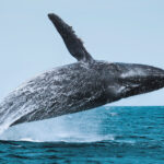 Sea of Cortez Humpback Whale David Serradell