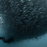 Sea of Cortez Schooling Fishes Diver Mirko De Luca