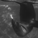 Sea of Cortez Sea Lion Bubbles David Serradell