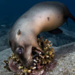 Sea of Cortez Sea Lion David Serradell