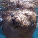 Sea of Cortez Sleepy Sea Lion David Serradell