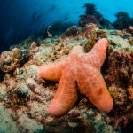 Seastar ©Duxy