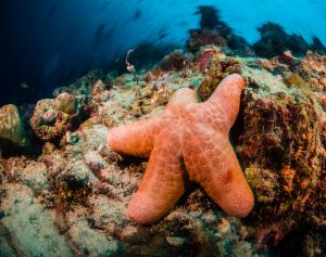 Seastar ©Duxy