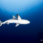 CBBR Shark