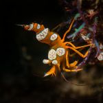 Shrimp ©Duxy