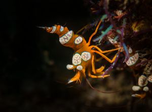 Shrimp ©Duxy