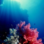 Soft corals in sunlight