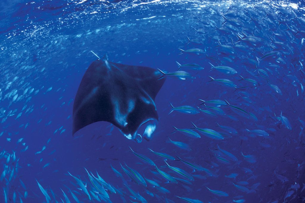 Sorido Bay SCUBA Resort manta 1024x682