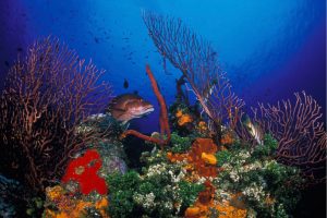 Sunset House SCUBA resort coral 1024x682
