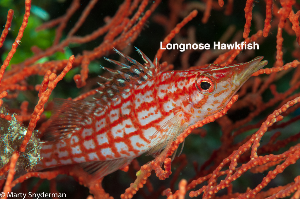 TP 20100901 longnose hawkfish 01 115