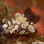 Teeny Nudi 1 ©Luke Atkinson