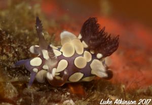Teeny Nudi 1 ©Luke Atkinson