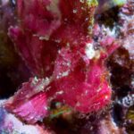 Manta Ray Bay Resort 29 Tim Rock for Manta Ray035