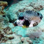 Manta Ray Bay Resort 26 Trunk fish pacific ocean Yap Corner Yap Micronesia