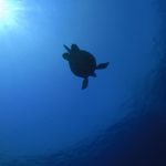 Turtle 17