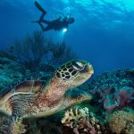 Turtle with diver in Apo Island
