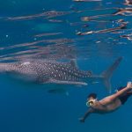 Whale shark and snorkeler in Oslob
