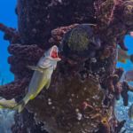 angelfish