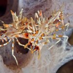 atmosphere 010 1024x682