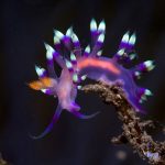 atmosphere 012 1024x682