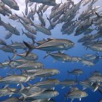 atmosphere 027 1024x682