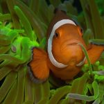 atmosphere 034 1024x682 1