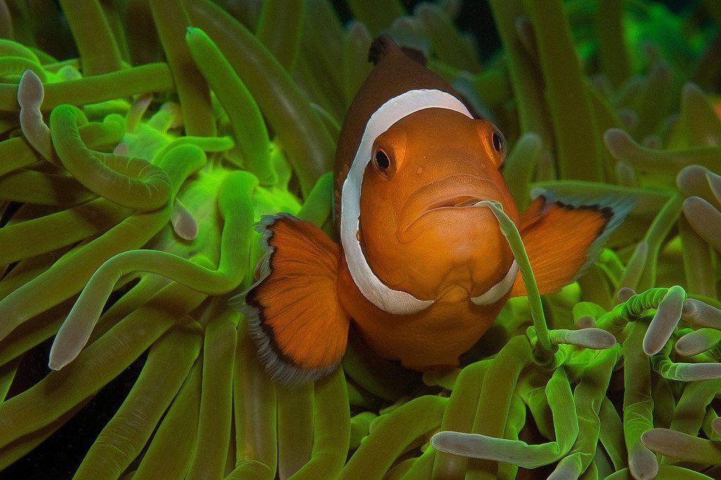 atmosphere 034 1024x682