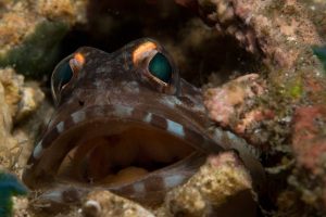 atmosphere 09 1024x682