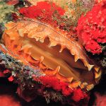 Odyssey Adventure 22 Truk Clam