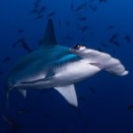 cocos hammerhead