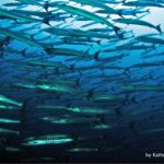 cocos island by kathryn joe foyle 2