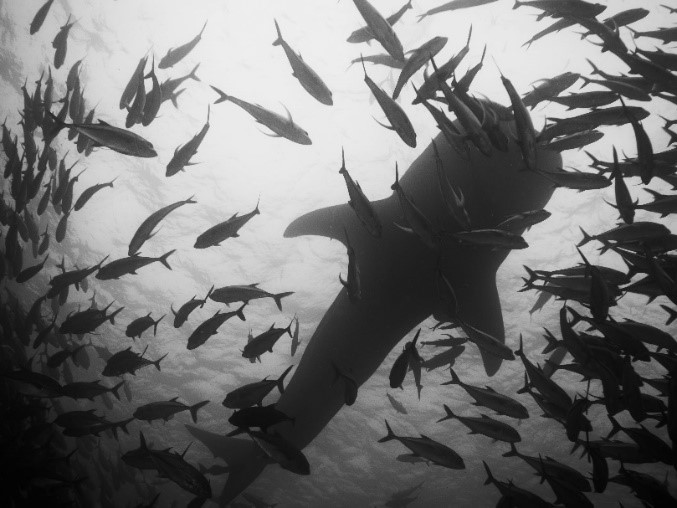 cocos whale shark bw