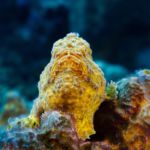 frogfish