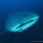 Galapagos Sky 19 Galapagos