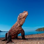 komodo at the beach