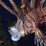 lionfishbrookmatthews copy