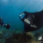 manta and diver