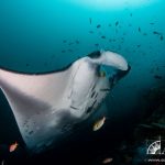 manta cleaning
