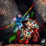 mantisshrimp