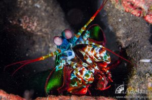 mantisshrimp