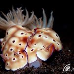 nudibranchs